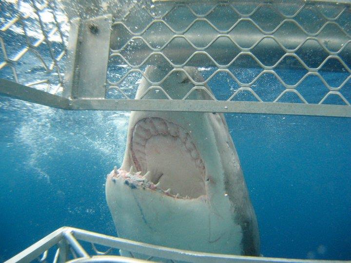 Chris Dunn goes Great White Shark Diving