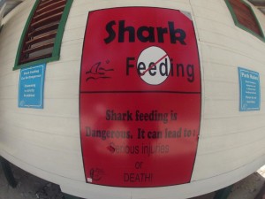 do not feed the sharks