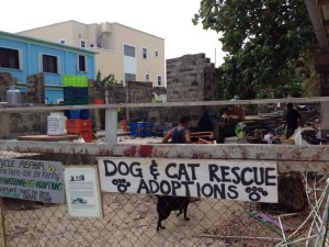dog and cat rescue